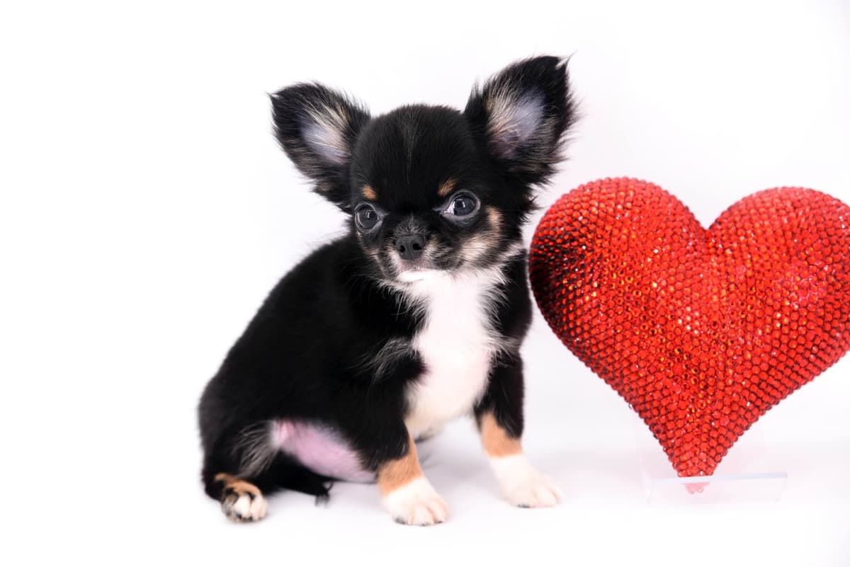 Chihuahua Puppies breeder image 49