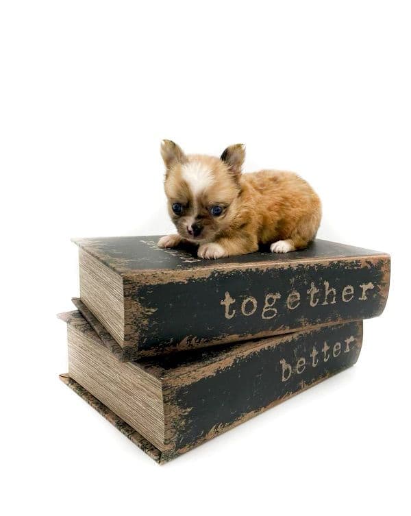 Chihuahua Puppies media 7