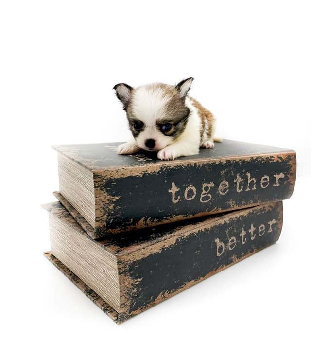 Chihuahua Puppies media 8