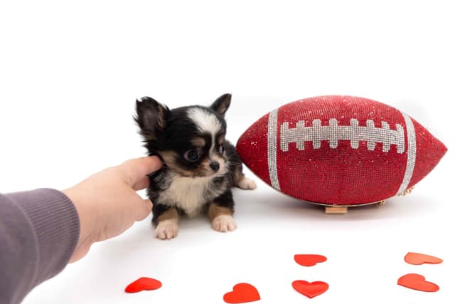Chihuahua Puppies media 9