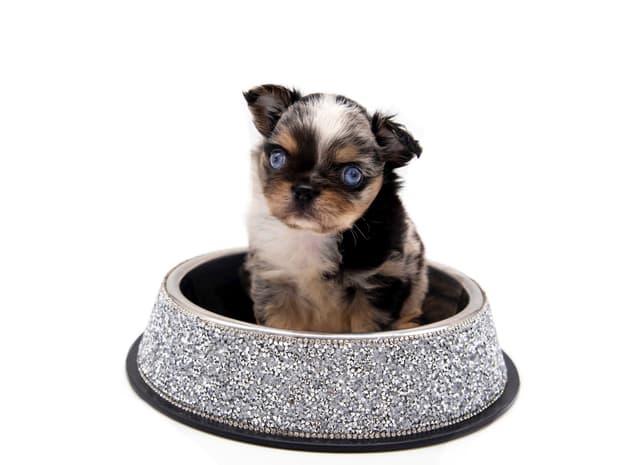 Chihuahua Puppies media 11