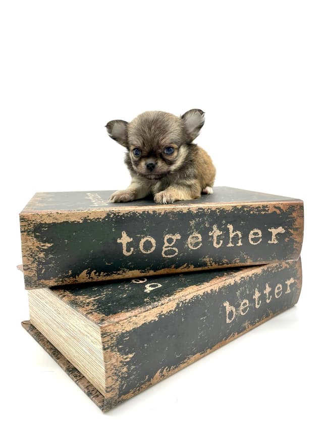 Chihuahua Puppies media 12