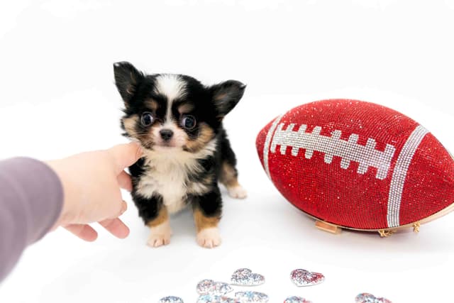 Chihuahua Puppies media 5