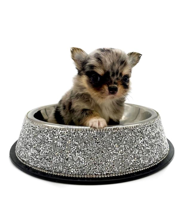 Chihuahua Puppies media 10