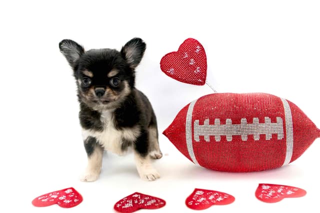 Chihuahua Puppies media 6