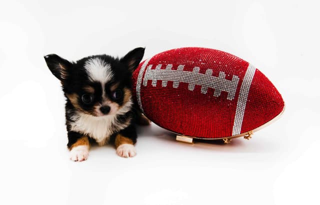 Chihuahua Puppies media 14
