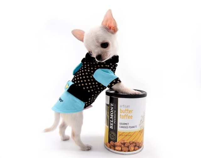 Chihuahua Puppies media 4