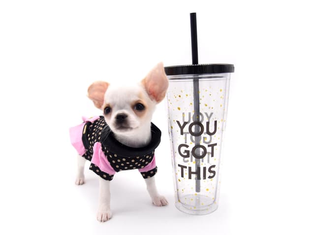 Chihuahua Puppies media 6