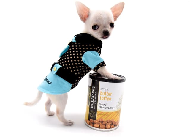 Chihuahua Puppies media 5