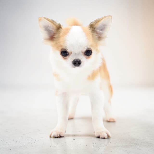 Chihuahua Puppies media 4