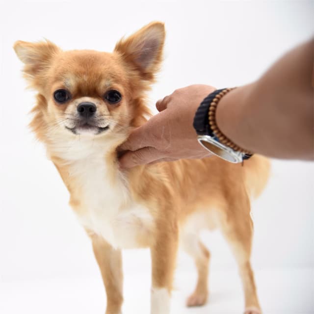 Chihuahua Puppies media 16
