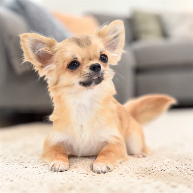 Chihuahua Puppies media 15