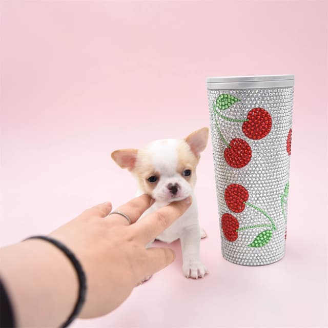 Chihuahua Puppies media 7