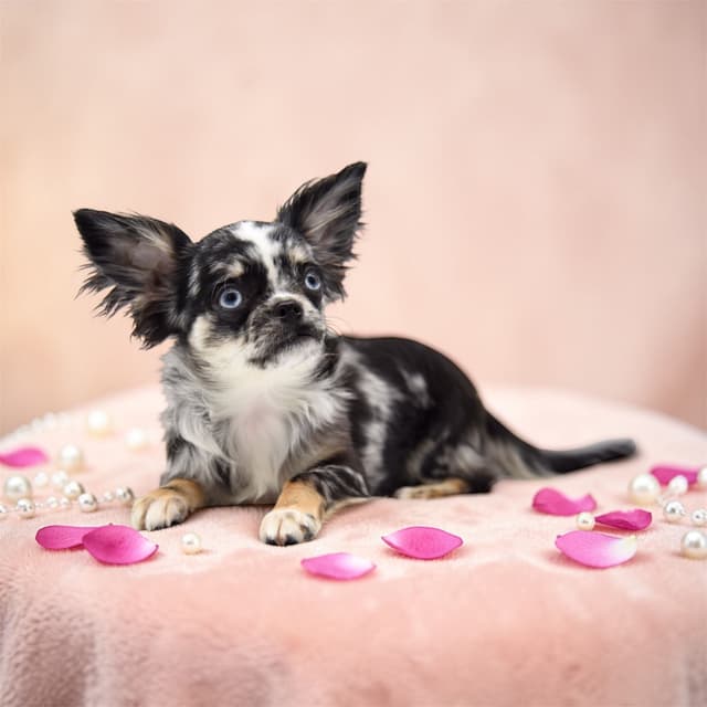 Chihuahua Puppies media 8