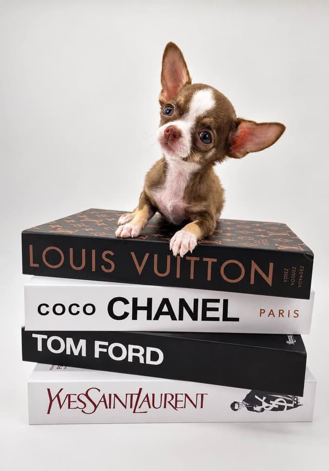 Chihuahua Puppies media 17