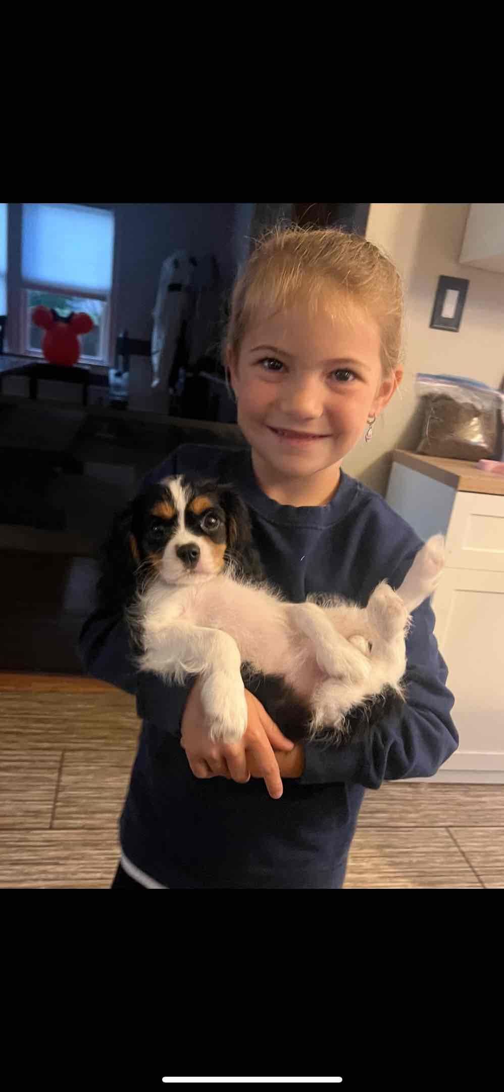 Cavalier King Charles Spaniel Puppies breeder image 1