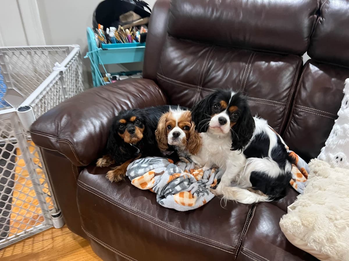 Cavalier King Charles Spaniel Puppies breeder image 3