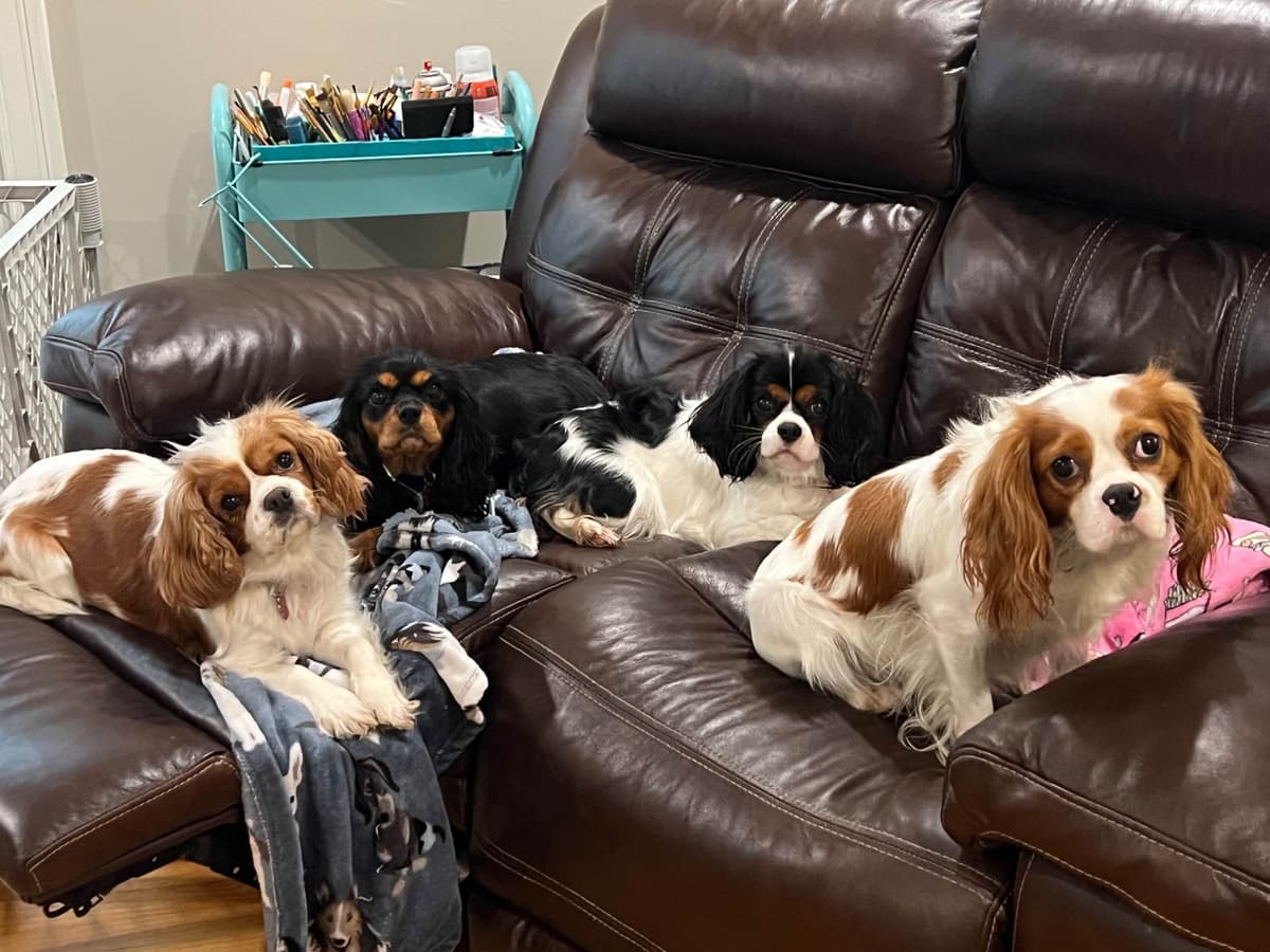 Cavalier King Charles Spaniel Puppies breeder image 2