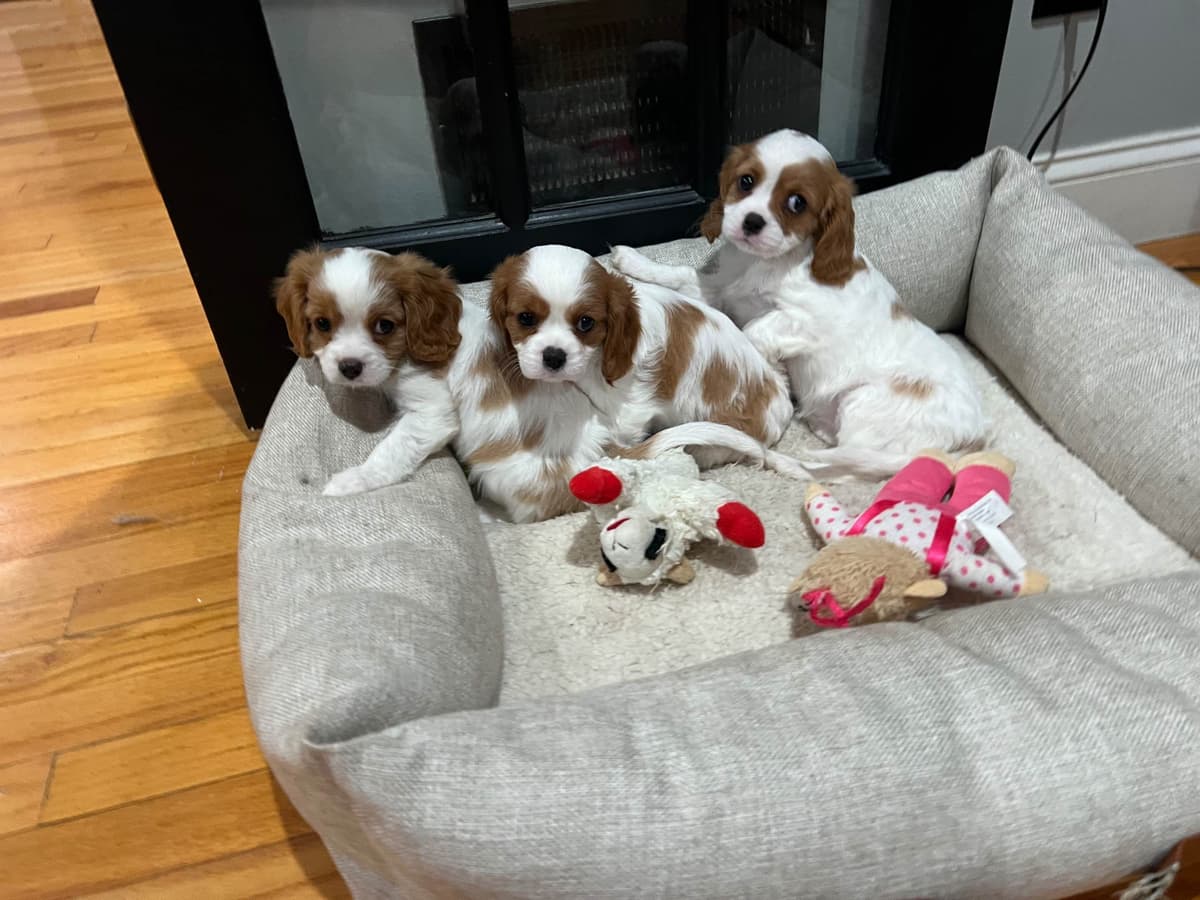 Cavalier King Charles Spaniel Puppies breeder image 5