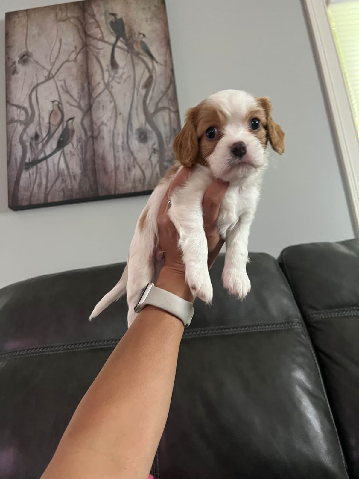 Cavalier King Charles Spaniel Puppies breeder image 6