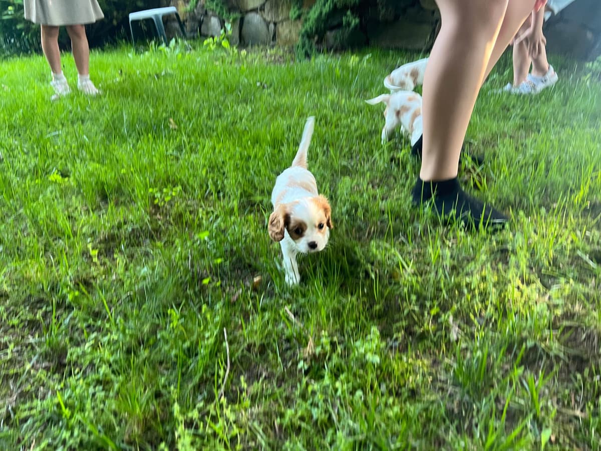Cavalier King Charles Spaniel Puppies breeder image 8