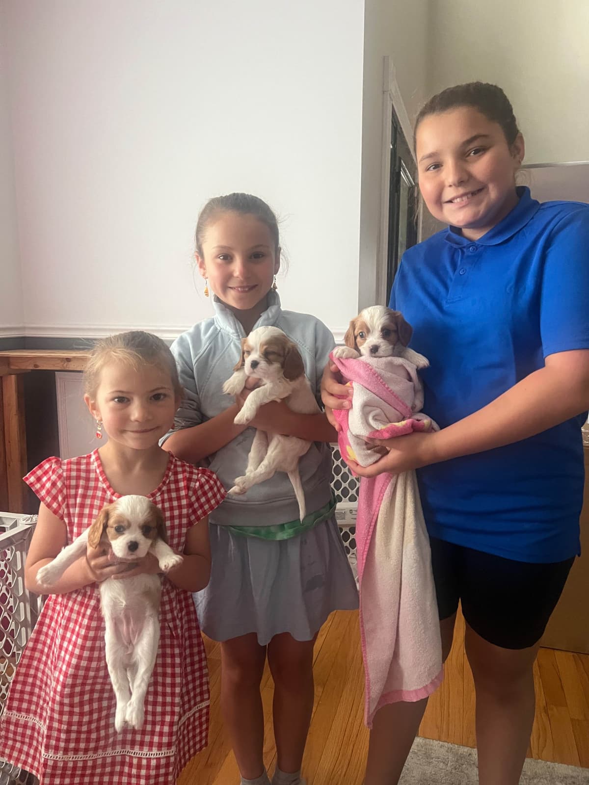 Cavalier King Charles Spaniel Puppies breeder image 9