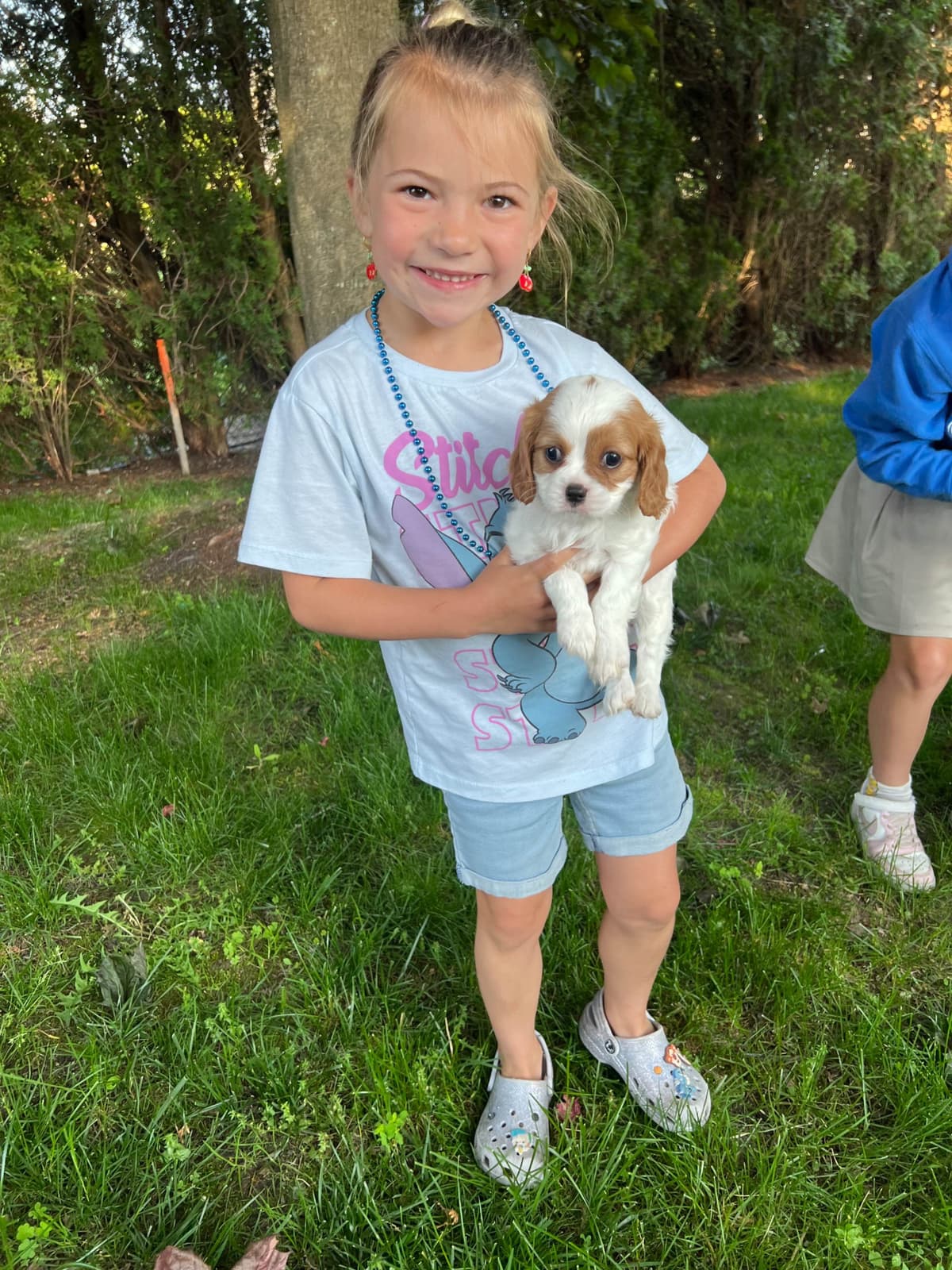Cavalier King Charles Spaniel Puppies breeder image 10