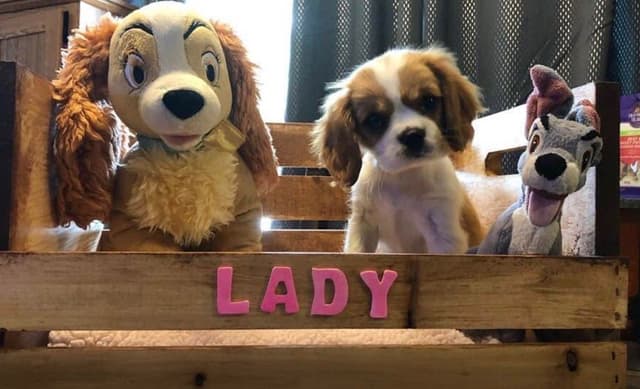 Cavalier King Charles Spaniel Puppies media 5