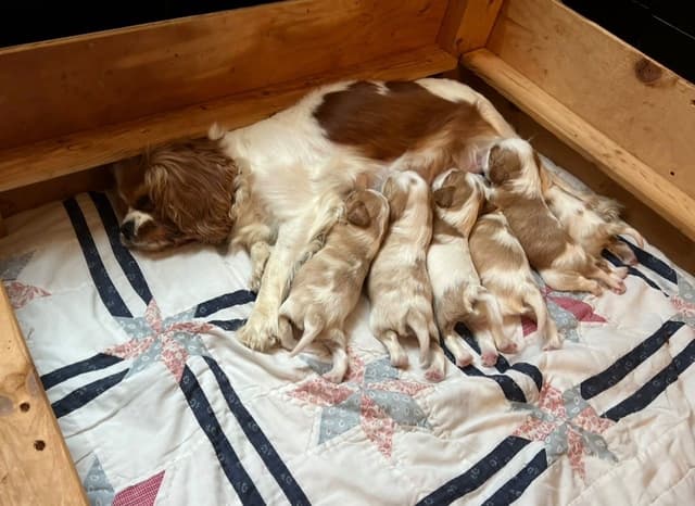 Cavalier King Charles Spaniel Puppies media 3