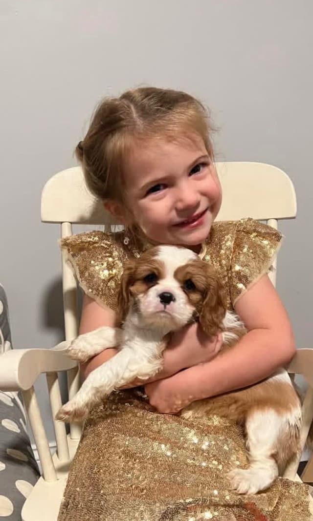 Cavalier King Charles Spaniel Puppies media 4