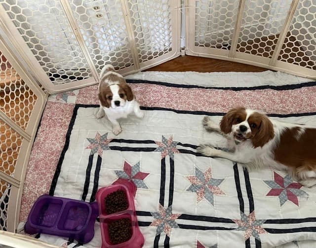 Cavalier King Charles Spaniel Puppies media 2