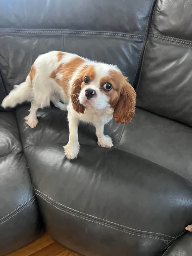 Cavalier King Charles Spaniel Puppies media 6