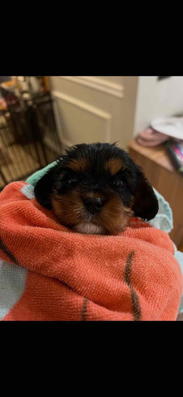 Cavalier King Charles Spaniel Puppies media 2