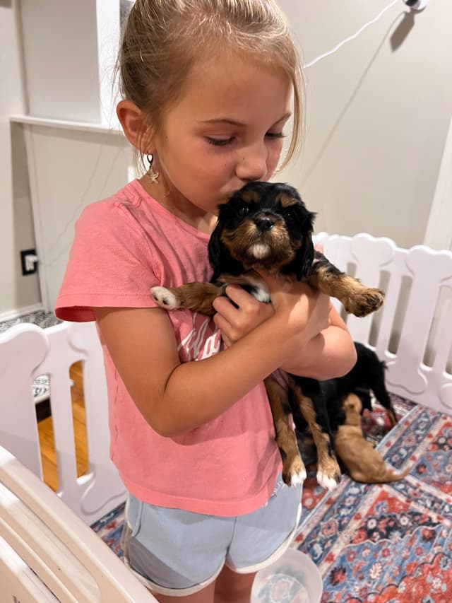 Cavalier King Charles Spaniel Puppies media 3