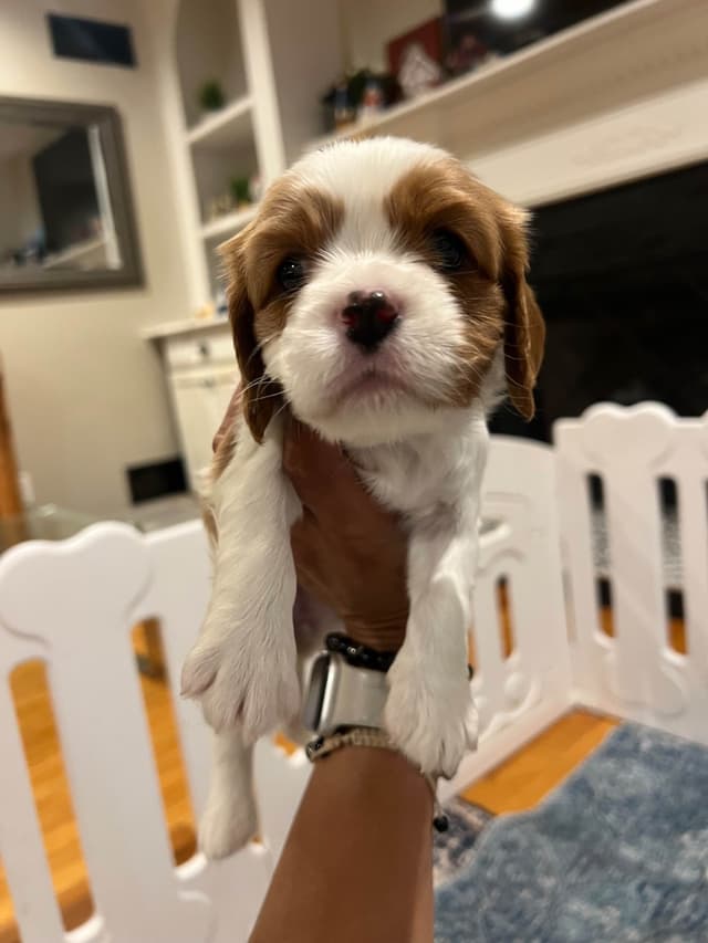 Cavalier King Charles Spaniel Puppies media 6