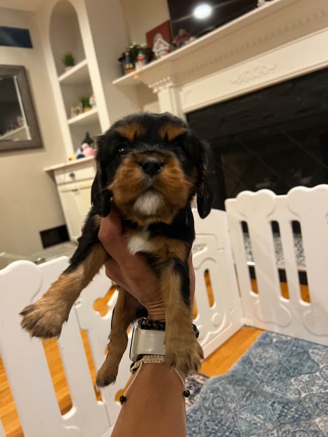 Cavalier King Charles Spaniel Puppies media 4