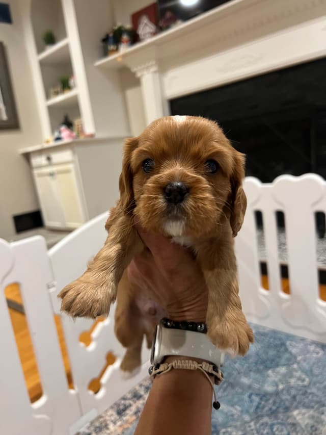 Cavalier King Charles Spaniel Puppies media 5