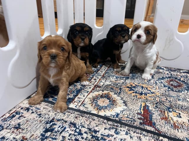 Cavalier King Charles Spaniel Puppies media 8