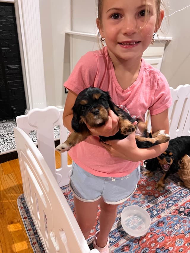 Cavalier King Charles Spaniel Puppies media 9