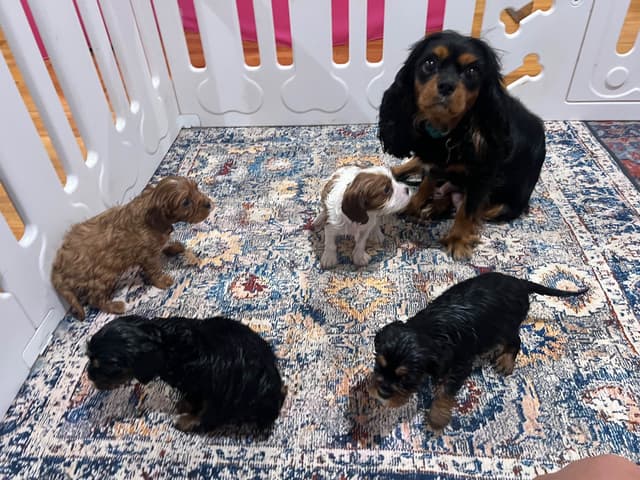 Cavalier King Charles Spaniel Puppies media 10