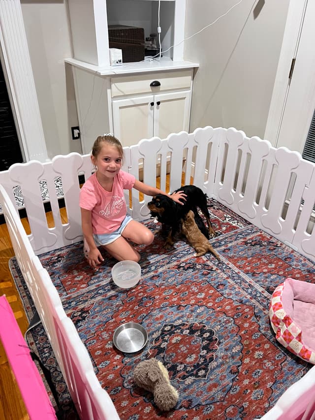 Cavalier King Charles Spaniel Puppies media 12