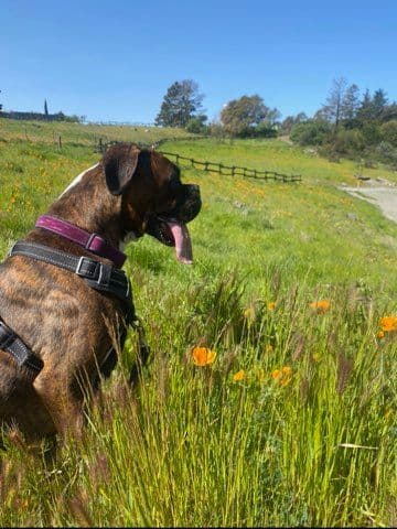 Ruger x Heidi's Babes. "Deliver" breeder image 1