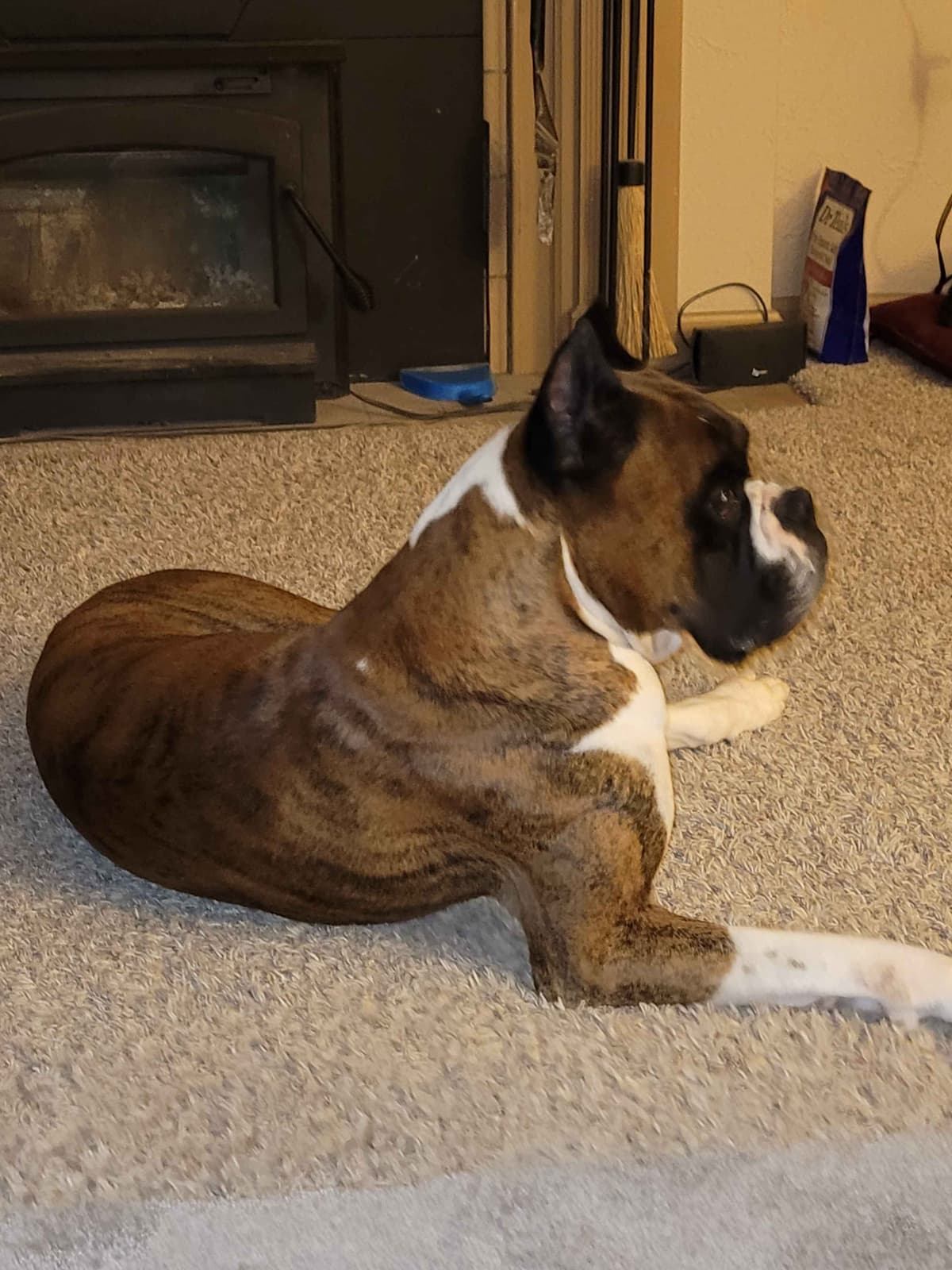 Ruger x Heidi's Babes. "Deliver" breeder image 2