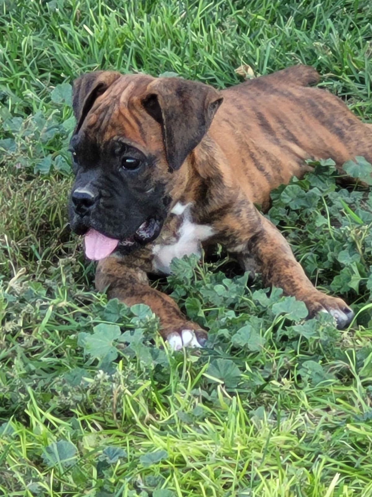 Ruger x Heidi's Babes. "Deliver" breeder image 3