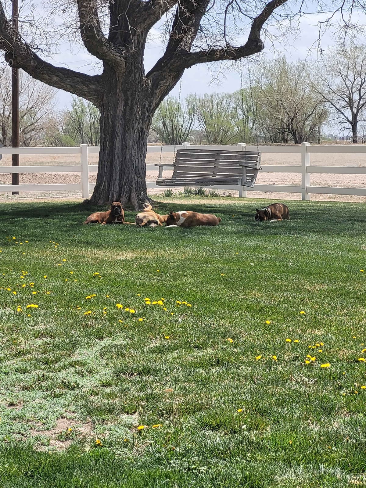 Ruger x Heidi's Babes. "Deliver" breeder image 5