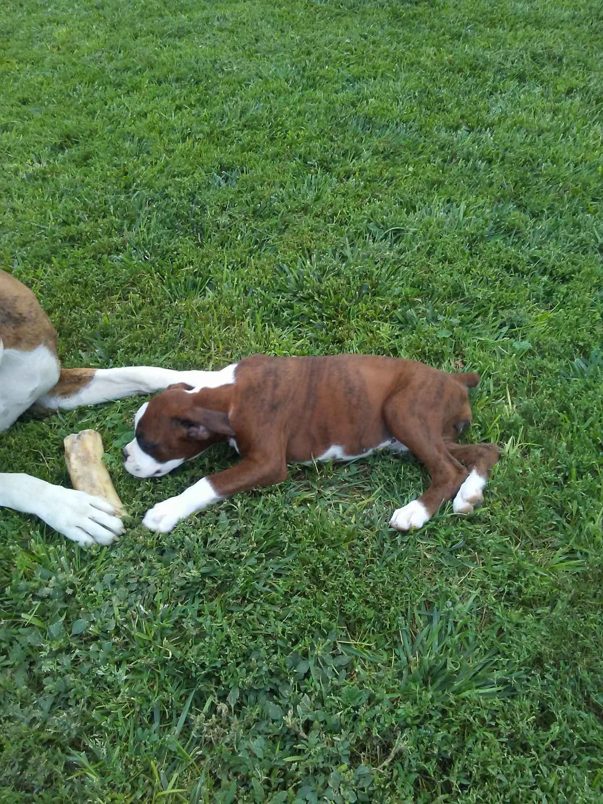 Ruger x Heidi's Babes. "Deliver" breeder image 6