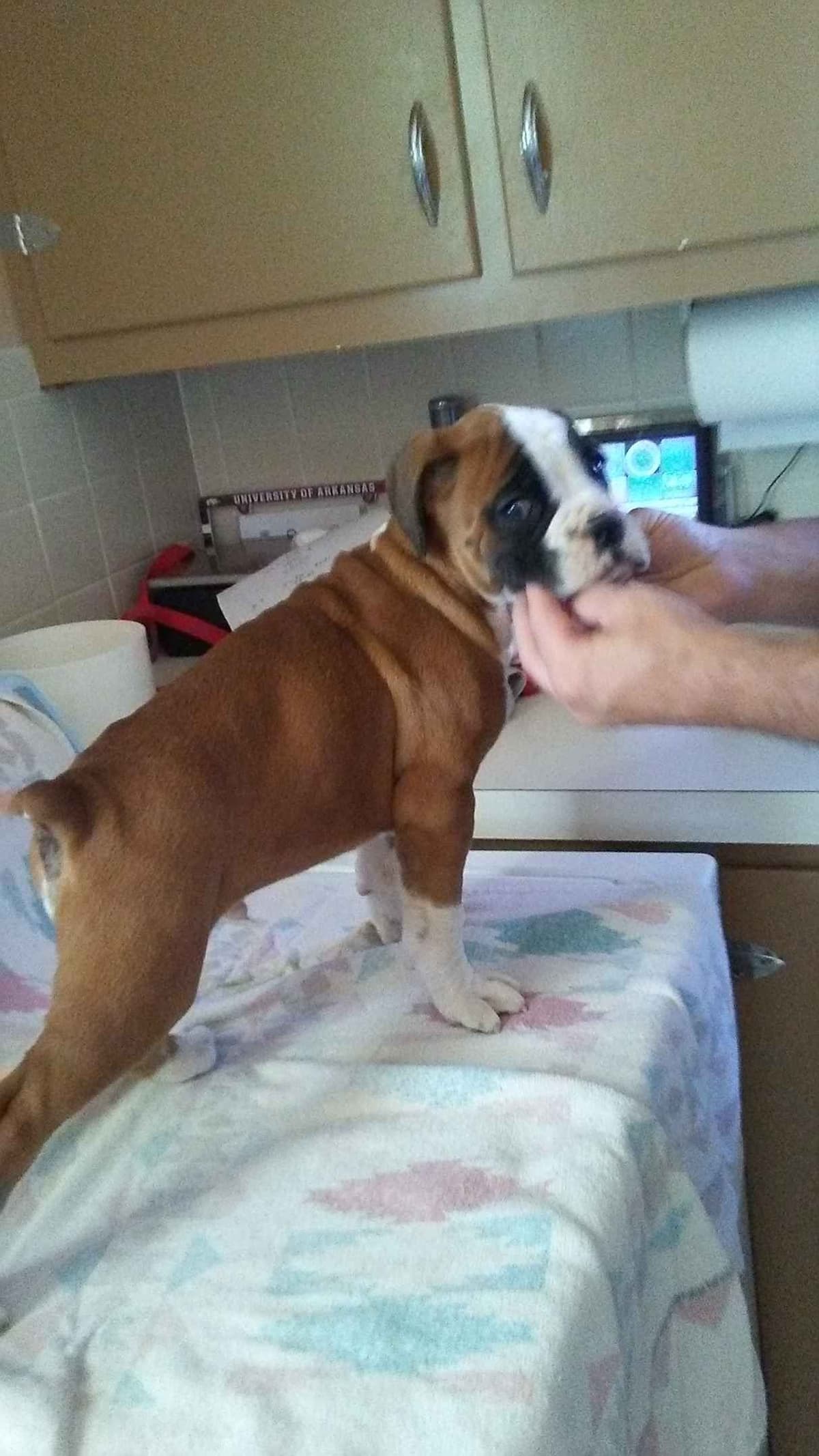 Ruger x Heidi's Babes. "Deliver" breeder image 7