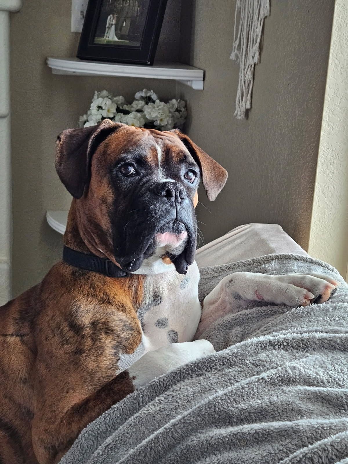 Ruger x Heidi's Babes. "Deliver" breeder image 9