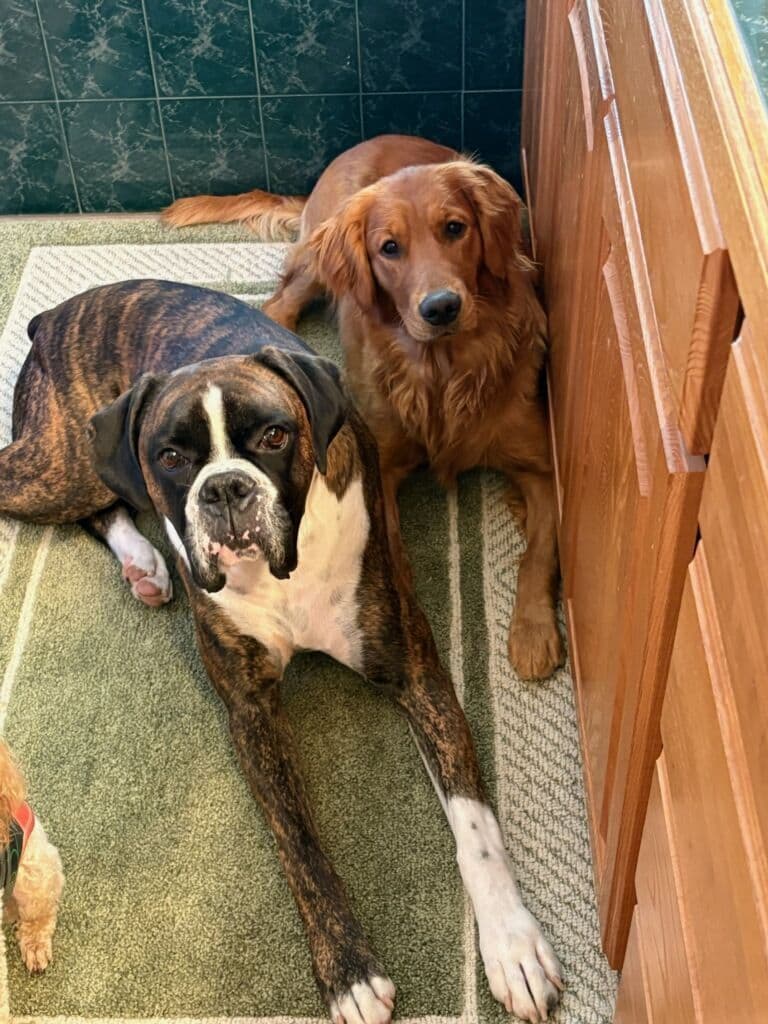 Ruger x Heidi's Babes. "Deliver" breeder image 11