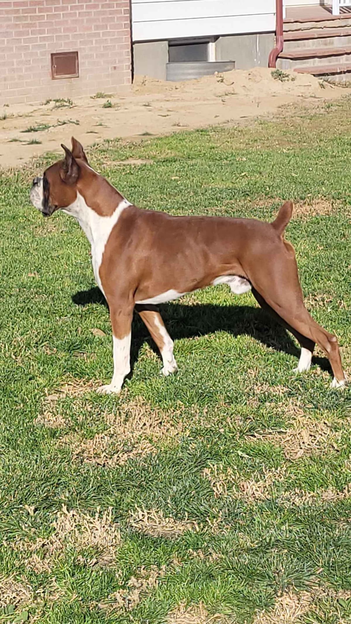 Ruger x Heidi's Babes. "Deliver" breeder image 12